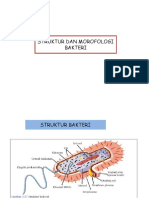 Struktur Morfologi (B. Coccus Dan Basil)