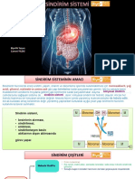 Sindirim Sistemine Giriş - Ağız - Yutak - Yemek Borusu - Mide