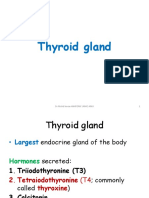 Thyroid Gland