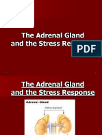 Adrenal Gland