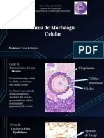 Tarea de Morfología Celular: Bachiller: C.I.: 30.053.707 Sección: 9a Profesora: Yenni Rodríguez
