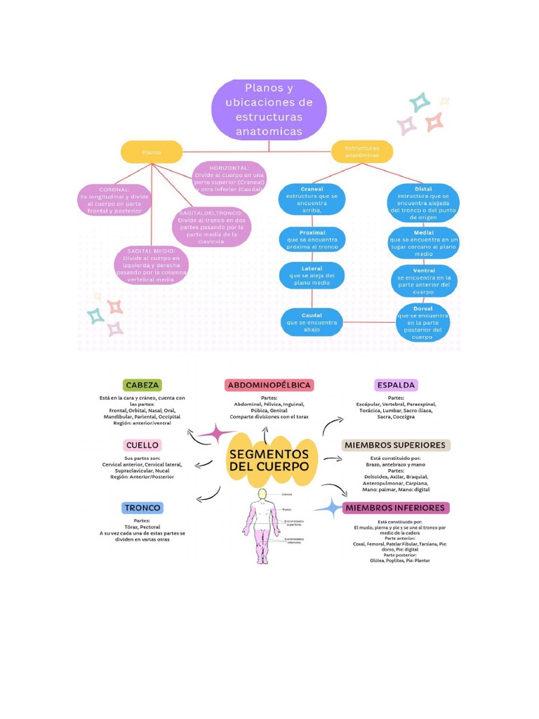 Mapas Mentales Planos J Cavidades y Segmentos Del Cuerpo | PDF