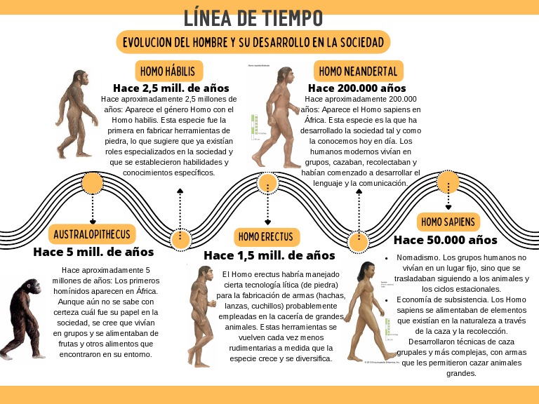 Linea De Tiempo De Etapas De Evolucin Del Ser Humano Linea Del Tiempo