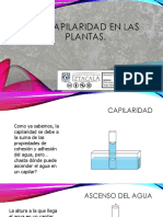 La Capilaridad en Las Plantas.: Proyecto Papime: Pe-206720