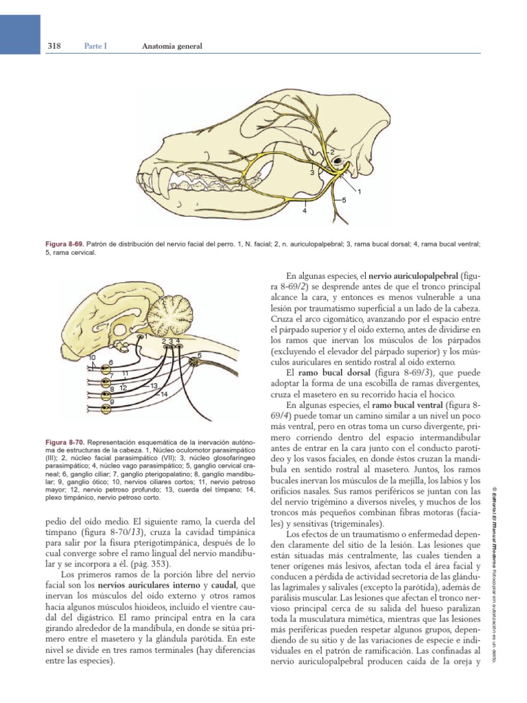 Anatomía visual data 2