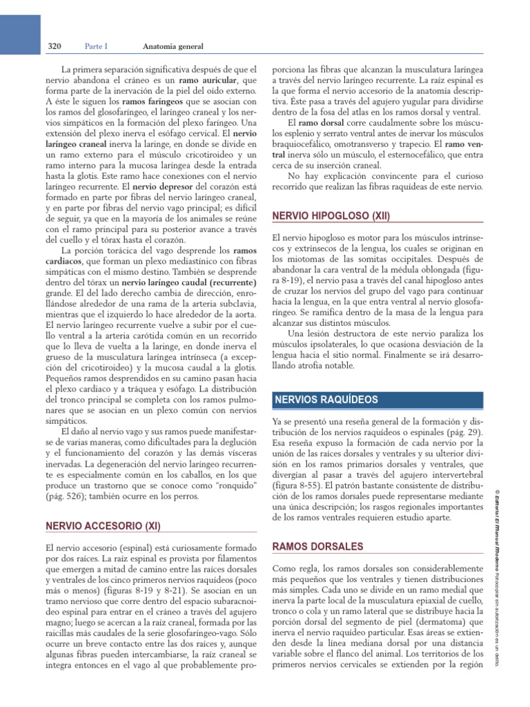 TRATADO DE ANATOMIA DYCE PDF visual data 3