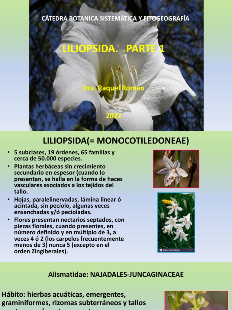 Características de Liliopsida y Alismatidae | PDF | Arecaceae | Ramas ...