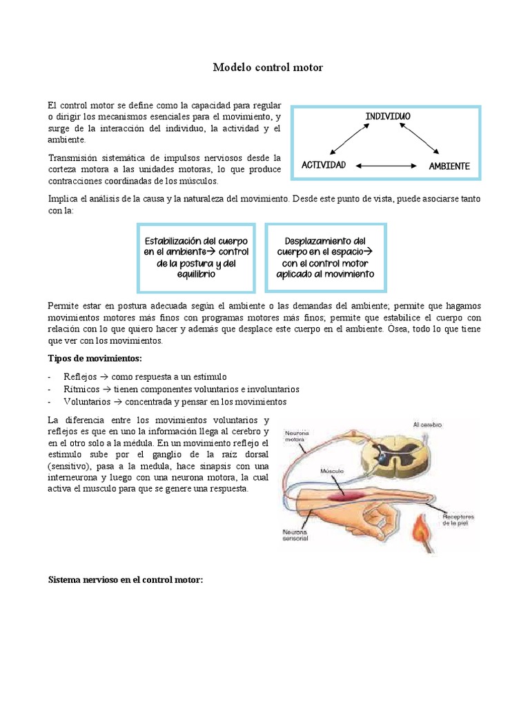 Modelo de Control Motor y su Función | PDF | Cerebro | Tálamo