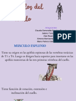 Presentacion - Musculos Del Cuello .