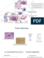 Toxoplasma