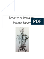 Reportes Anatomia Humana, Equipo 3