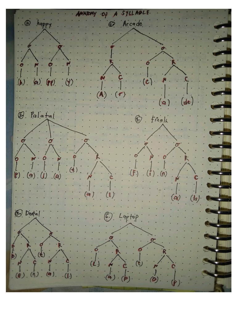 Strat Root Word Anatomy