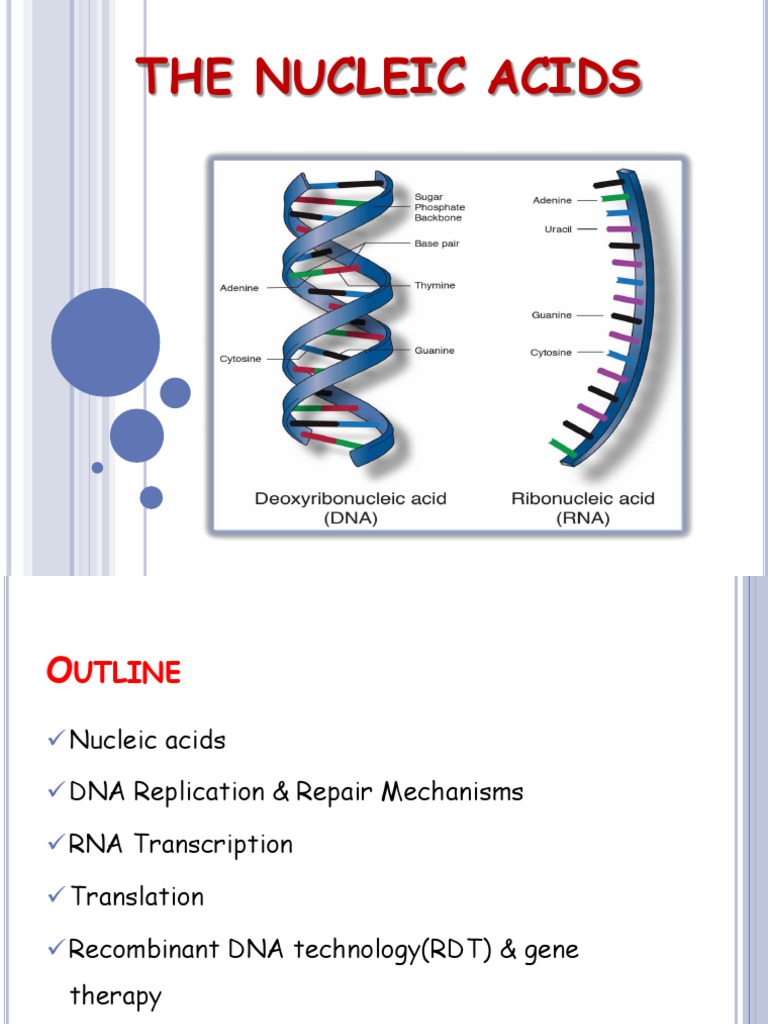 An InDepth Examination of Nucleic Acids From DNA Replication and