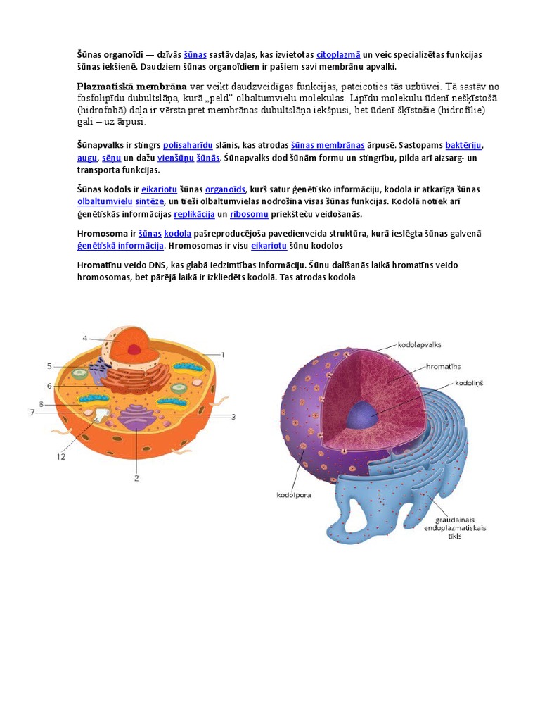 Šūnas Organoīdi | PDF