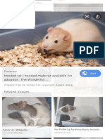 Male Rat - Google Search