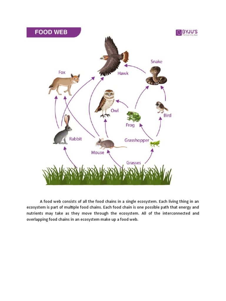 Understanding Food Webs in Ecosystems | PDF | Wellness | Science ...