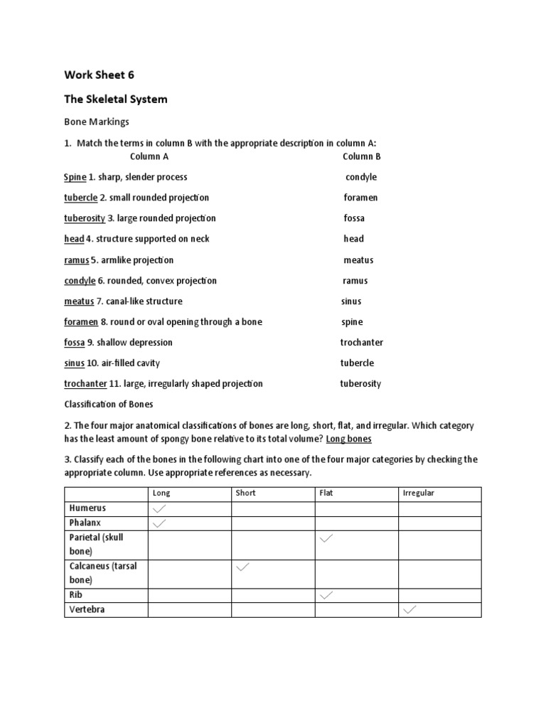 Skeletal System Study Guide | PDF | Vertebral Column | Skull