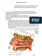 Analizatorul Olfactiv: Postero-Superioară A Foselor Nazale
