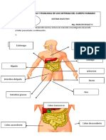 Anatomia Y Fisiologia de Los Sistemas Del Cuerpo Humano: Glándulas Salivales Estómago