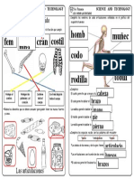 EL ESQUELETO 2 y LAS ARTICUULACIONES