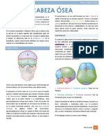 Cabeza Ósea: Limitan o Forman La Cavidad Esqueleto o Huesos Que Forman El Rostro Dos Caras