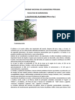 El Cultivo Del Platano (Musa SP.) : Universidad Nacional de Laamazonia Peruana Facultad de Agronomia