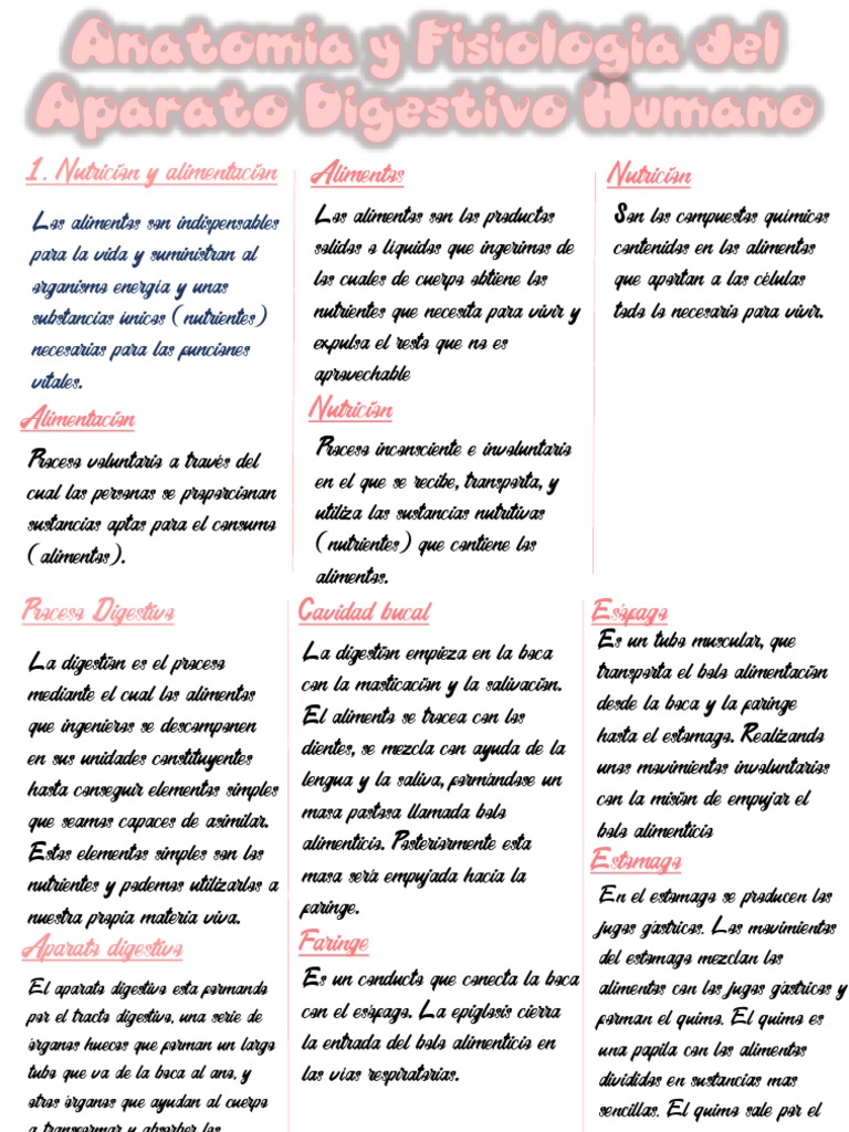 Anatomia Y Fisiologia Del Aparato Digestivo Humano Pdf Digestión