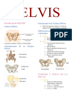 Pelvis: Paredes de La PELVIS