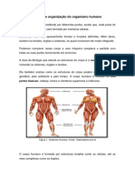 Níveis organização corpo humano