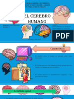 El Cerebro Humano: Universidad Arturo Michelena Facultad de Ciencias de La Salud Escuela de Fisioterapia