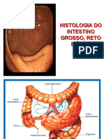 Histologia do intestino grosso, reto e ânus em