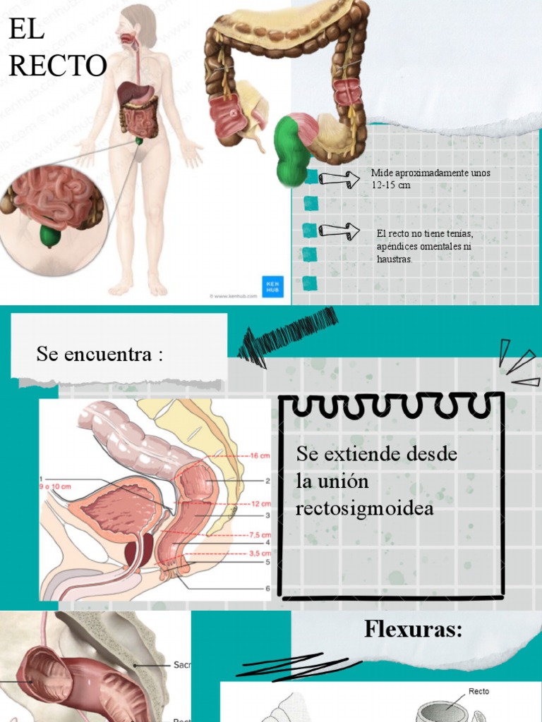 El Recto y Ano | PDF | Recto | Anatomía