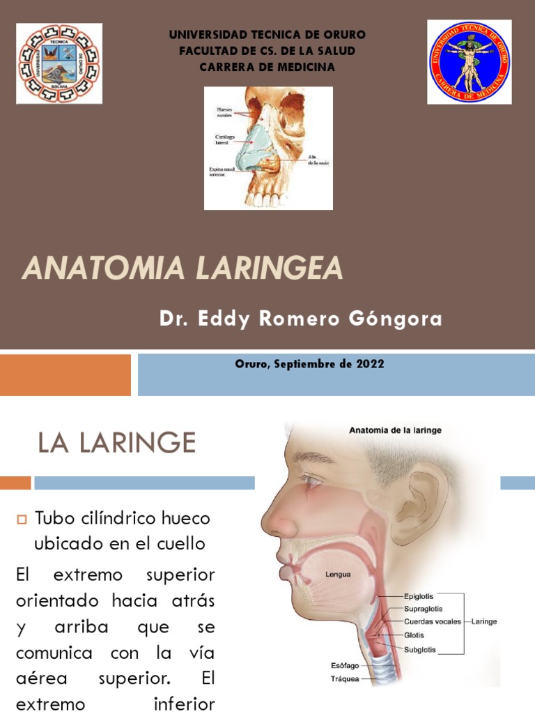 Anatomia Laringea Pdf Laringe Otorrinolaringología