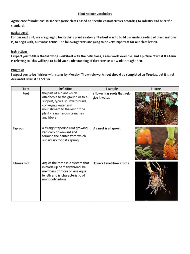 Plant Taxonomy PDF Leaf Plant Stem