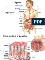 A. General Anatomy: The Digestive System