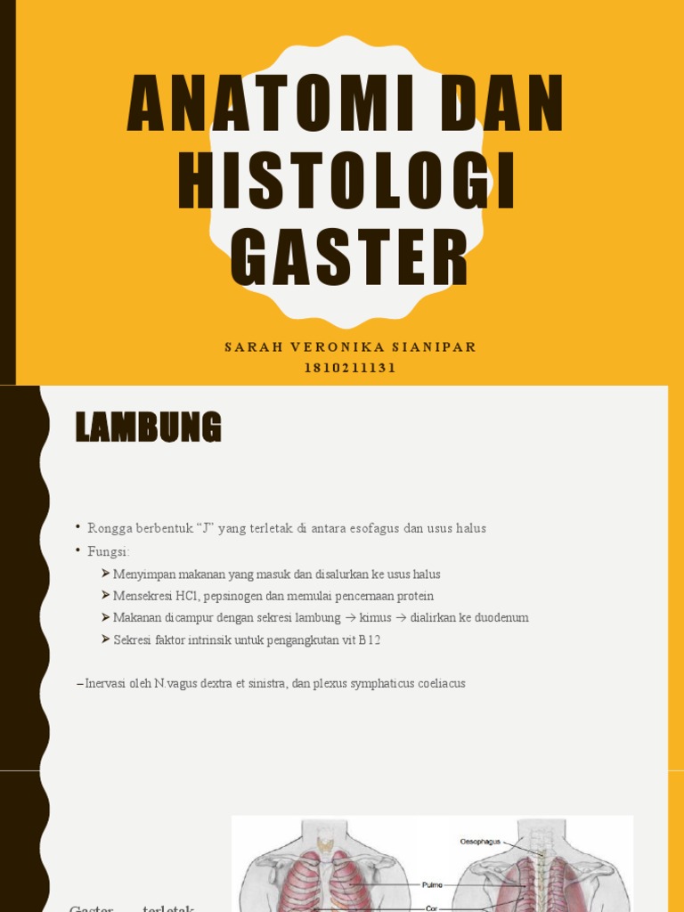 Anatomi dan Histologi Gaster | PDF
