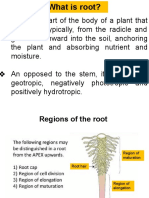 What Is Root?