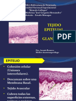 Tejido Epitelial Y Glandular