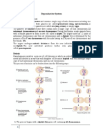 Reproductive System