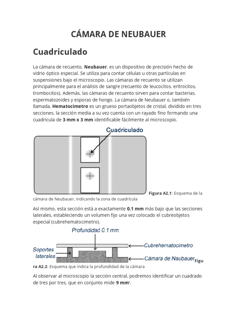 desaparecer Constitución Coincidencia Cámara de Neubauer | PDF | Microscopio