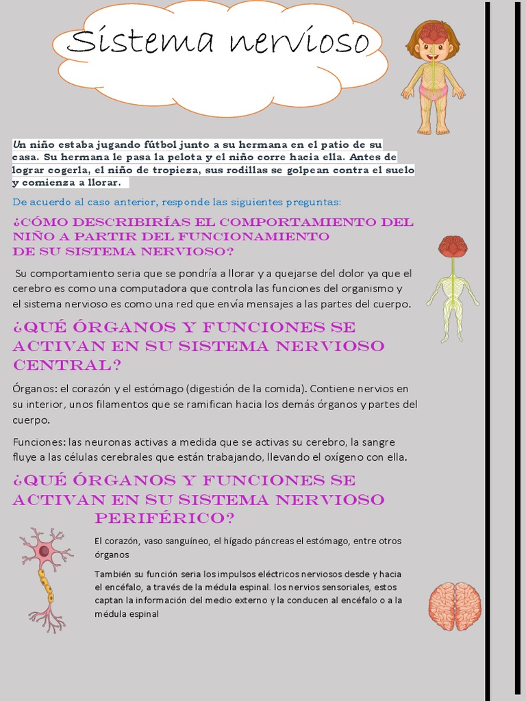 Sistema Nervioso Pdf