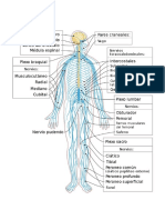 Sistemas Del Cuerpo Humano