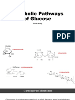 Metabolic Pathways of Glucose