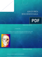 Anatomía Bucodentaria