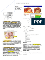 Anatomia Gastroduodenal Estomago: Morfologia Gastrica