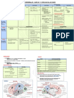 Lóbulos Cerebrales - Surcos y Circunvoluciones