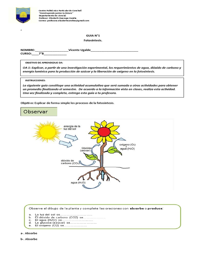 Guía de Fotosíntesis para 7°B | PDF | Fotosíntesis | Plantas