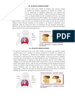 Respiratorio órganos sistema respira