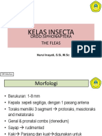 Kelas Insecta: Ordo:Siphonaptera The Fleas