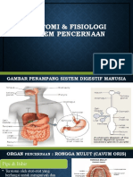 Anatmi Sisstem Pencernaan